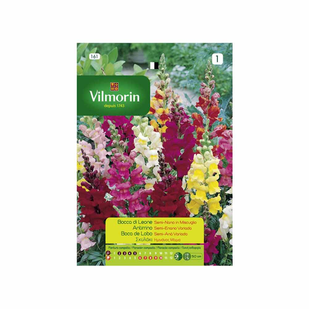 graines DAHLIA NAIN MIGNON varié 1 gramme soit environ 120 graines - PLANTE VIGOUREUSE